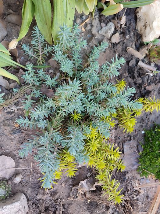 Очиток м'ясистий, біла лілія, м'ята смак жуйки Wriggle's