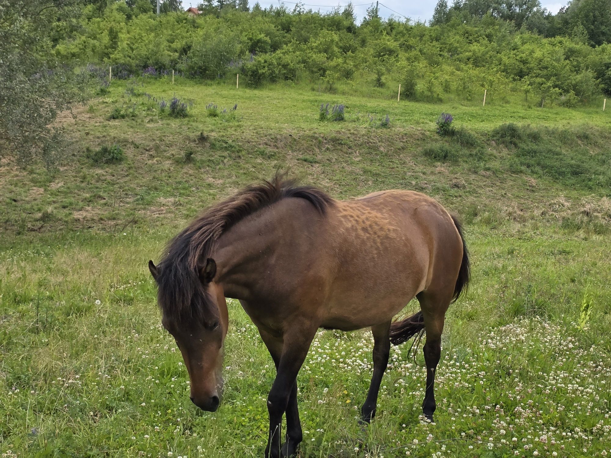 3 letni wałach hucuł