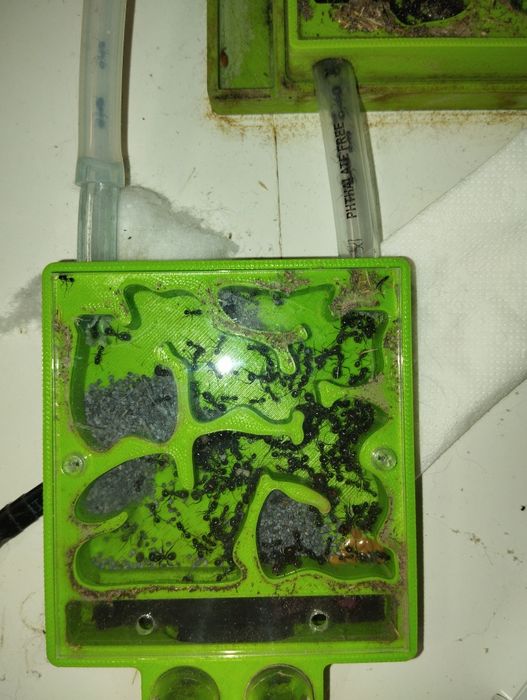 Mrówki messor barbarus
