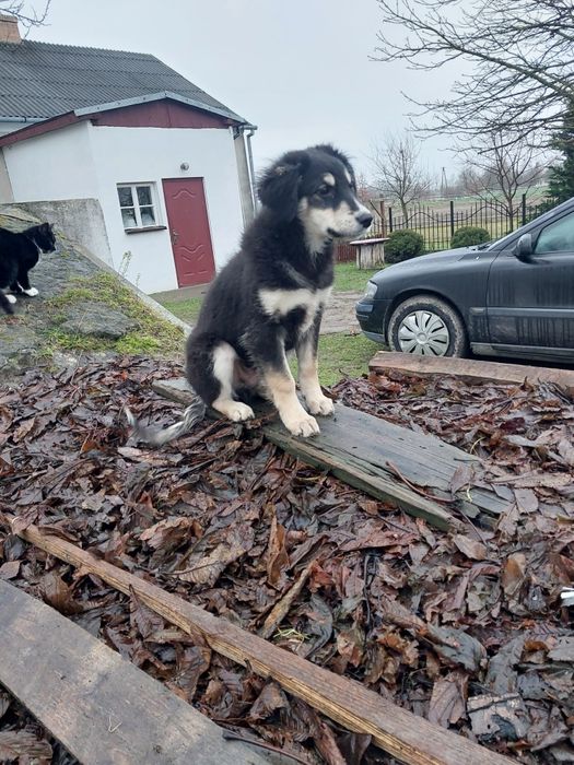 Do oddania piesek i kotki