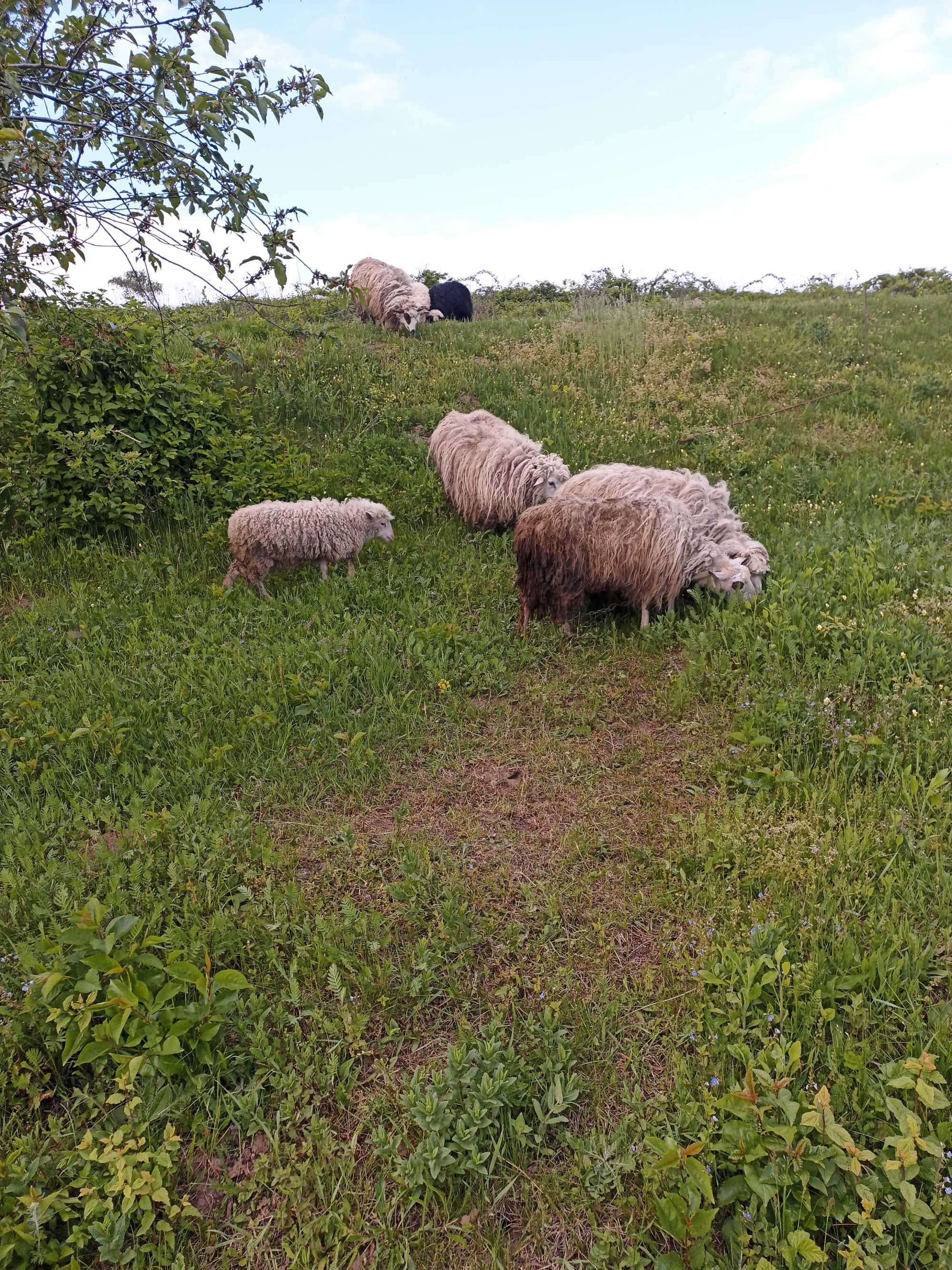 Продам Вівці карпатської породи ціна 1 вівці 3000гр