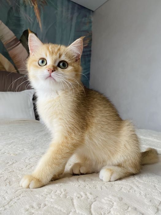 Яскраві представники шотладського золота