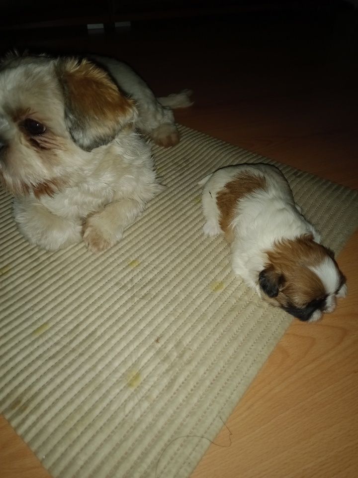 Szczeniak shih tzu