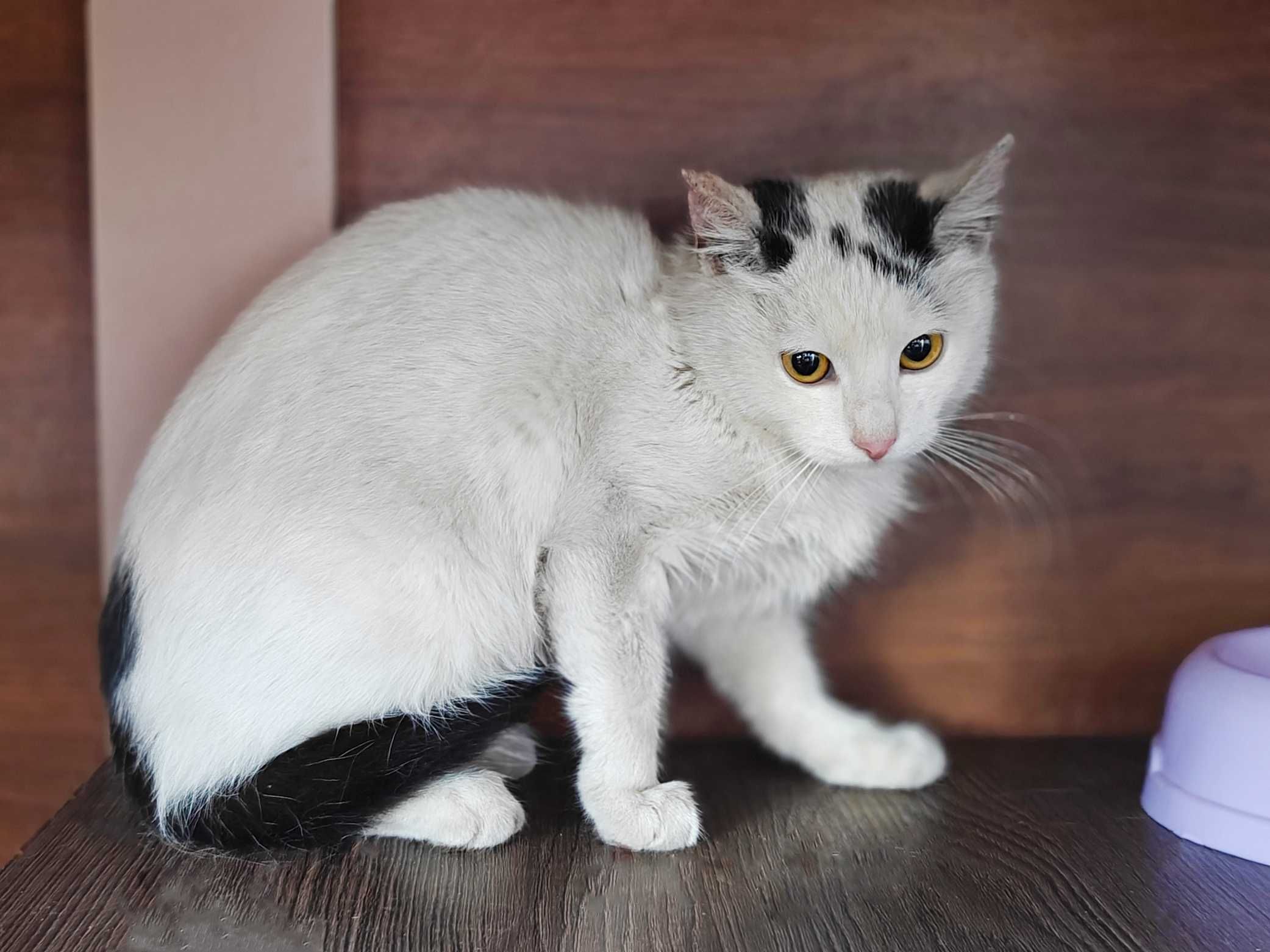 Моллі, кошеня 4міс, шукає дім і люблячу родину! кішка котенок кіт