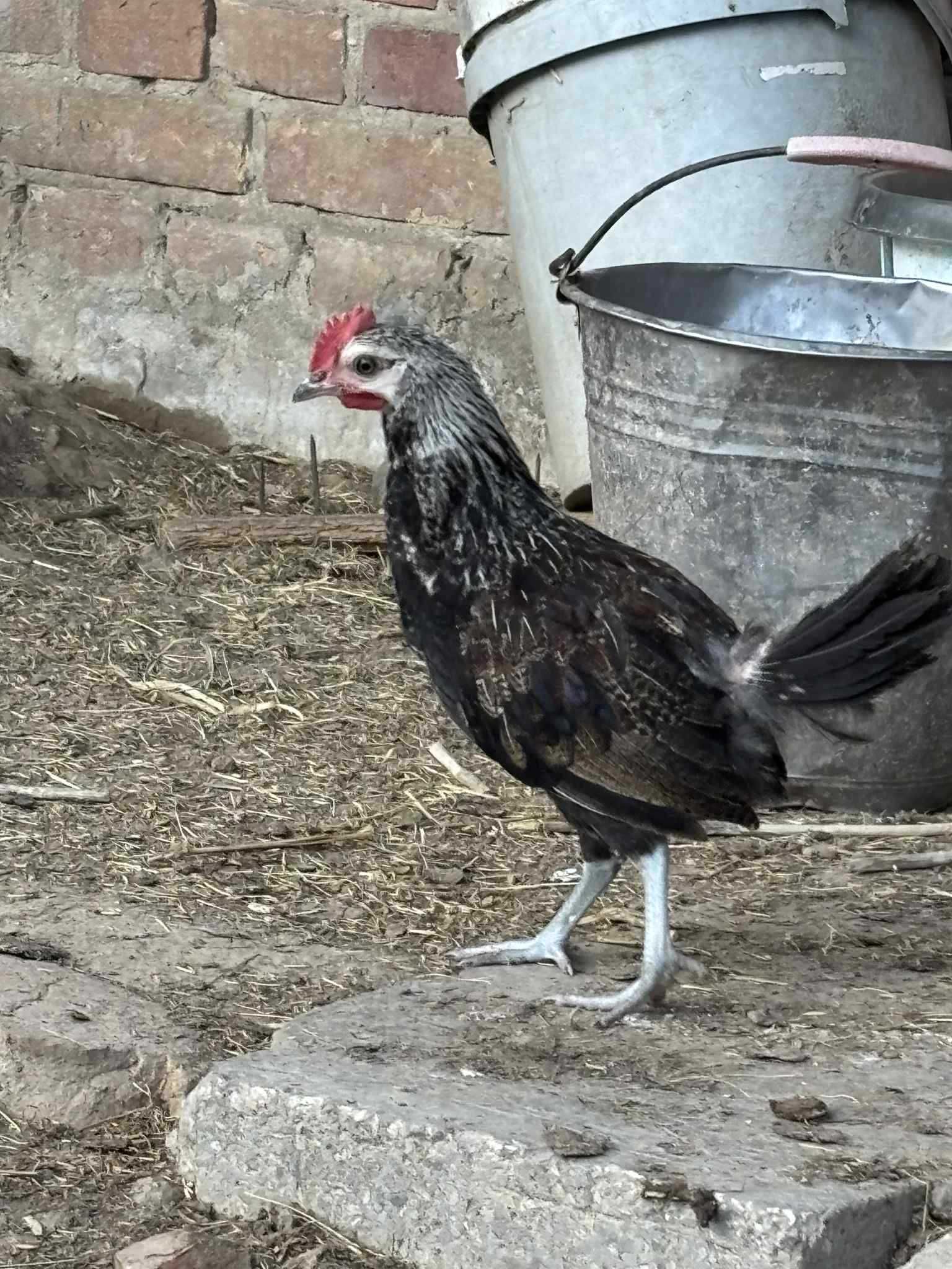 Sprzedam młode kogutki