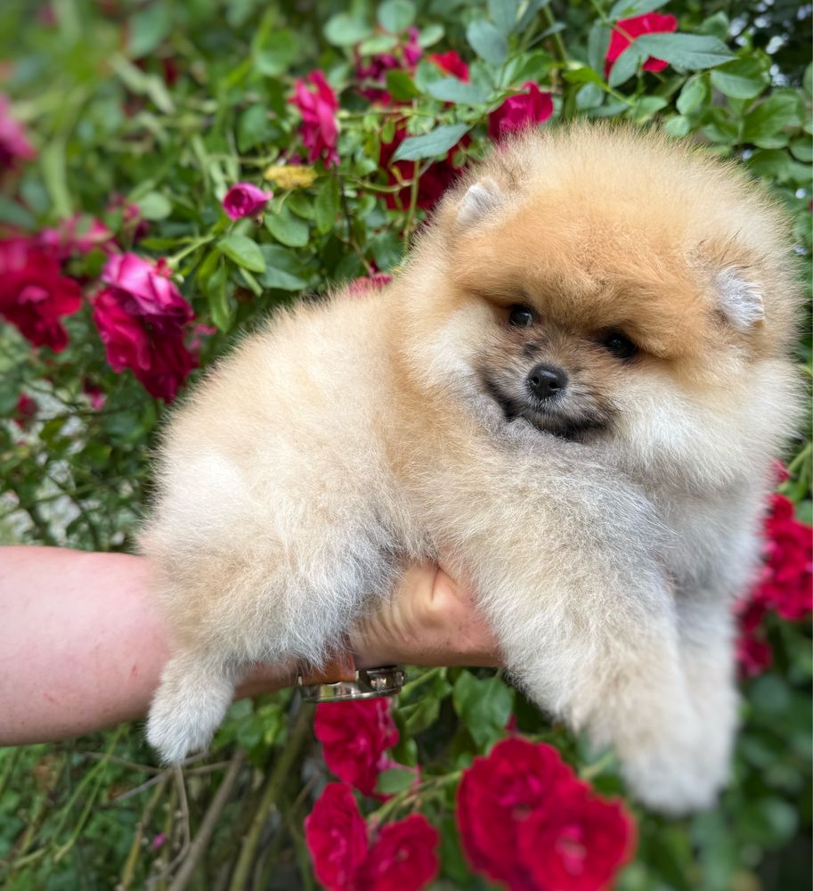 Pomeranian Szpic miniaturowy Miś orange Suczka Zkwp FCI