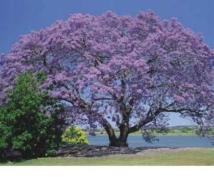 Drzewko tlenowe-szczęścia PAULOWNIA  niebieskie  cesarskie 3.5metra