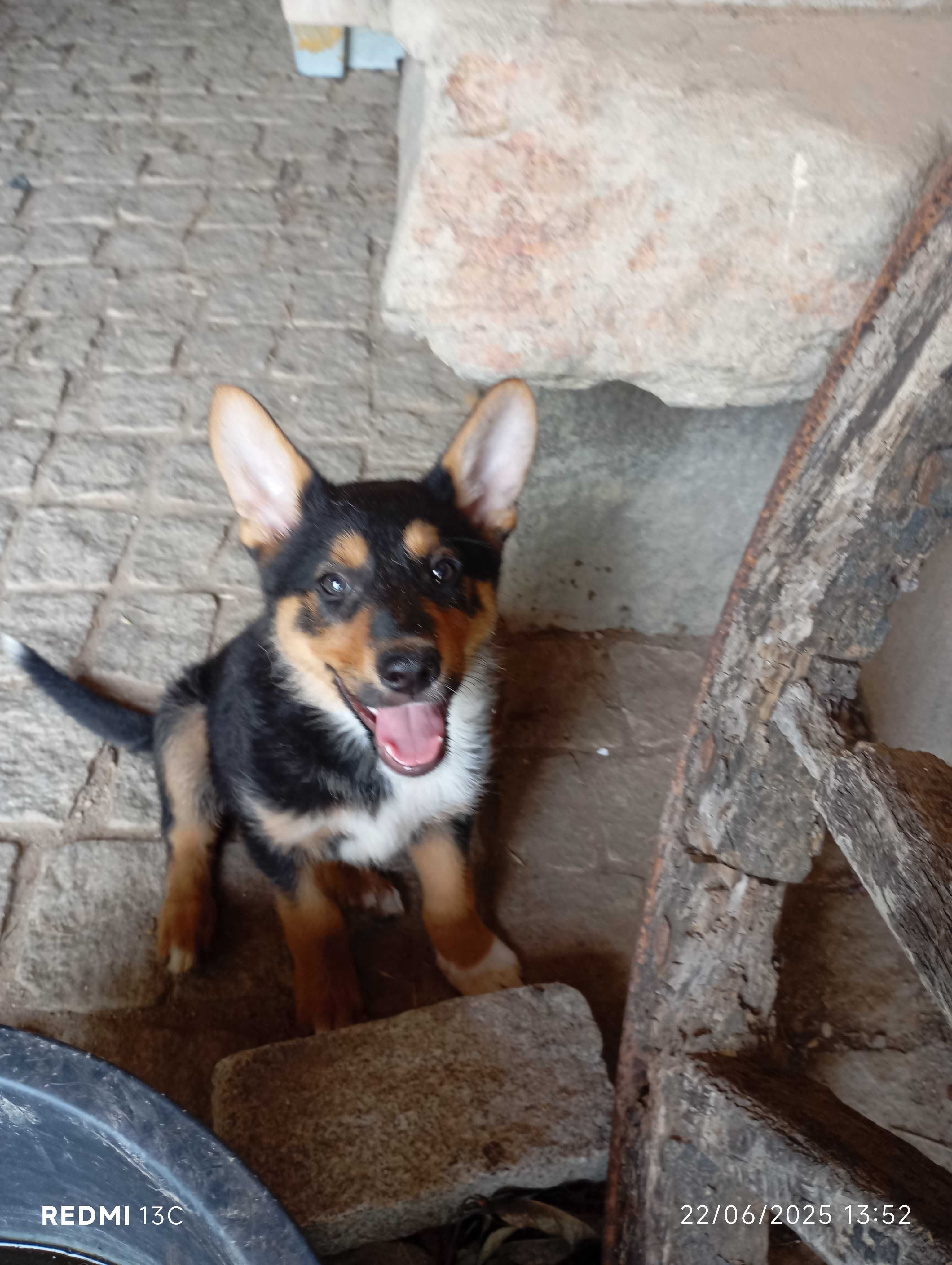 Cachorra Lassie Mix