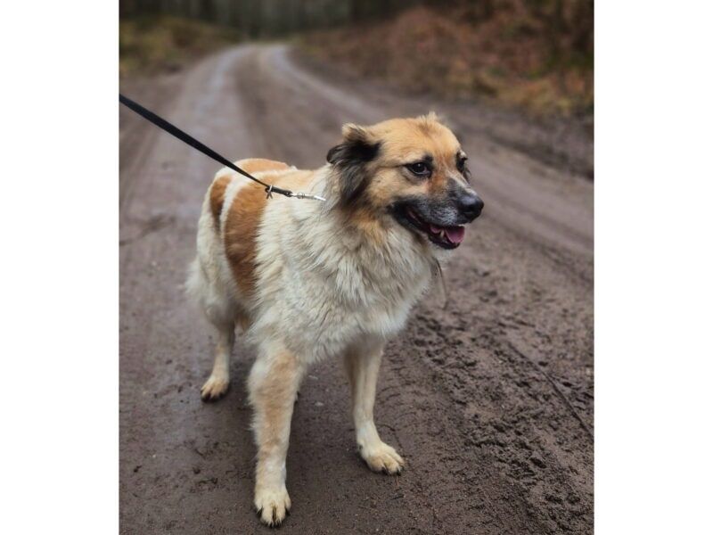 Wspaniała Idzia do adopcji!