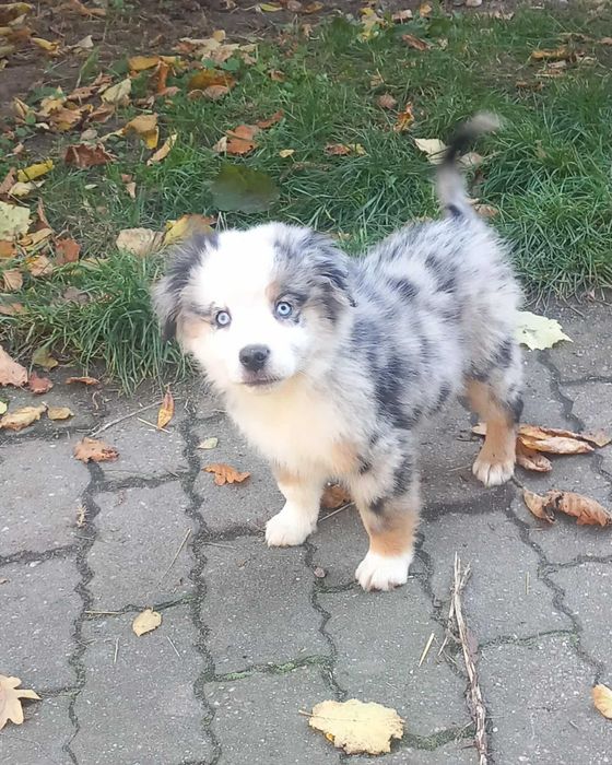 Miniaturowy Amerykański Owczarek (Miniatura Australijczyka