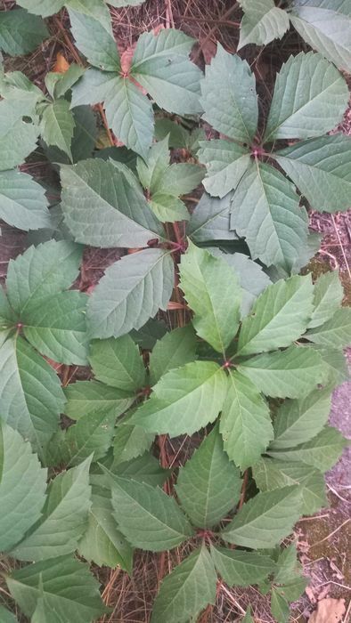 Виноград, винний, декоративний, горіх грецький, саджанці