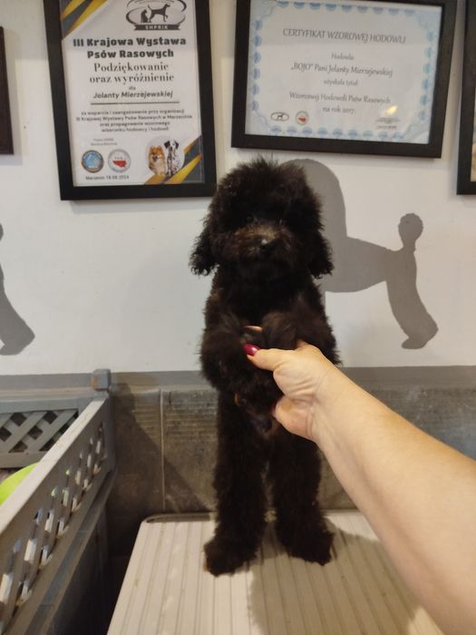 Pudel toy/miniatura czarny piesek