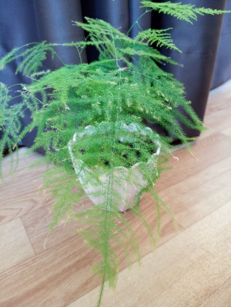 Аспарагус перистый, продается целиком все растение на фото