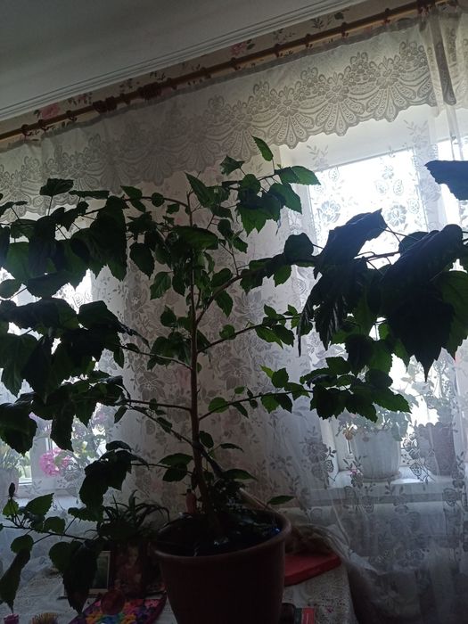 вазон гібіскус китайська троянда