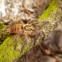 Pająk, ptasznik - Neoholothele incei (Trinidad Olive Tarantula)