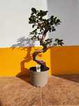 Bonsai FICUS M. Ginseng