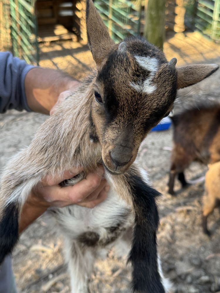 Cabrito anão com 3 meses