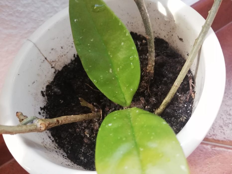 Trepadeira flor-de-cera com 3 pés e mais de 40 cm, em vaso de cerâmica