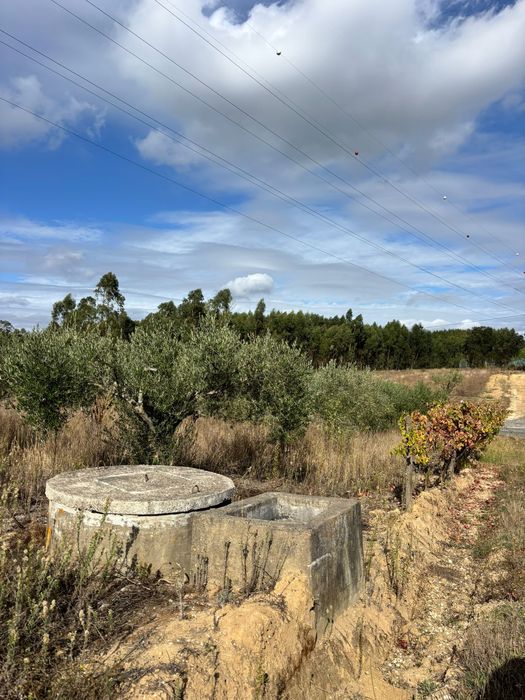 Terreno com 130 oliveiras amanhadas