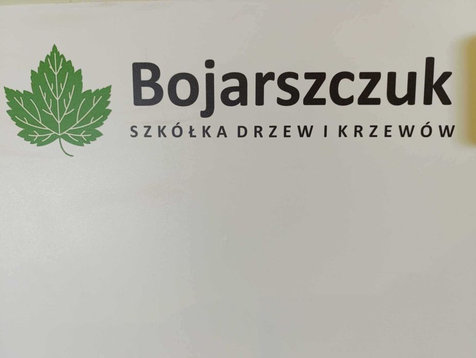 Sadzonki porzeczki czarnej czerwonej białej PA PIENNE szczepione 2025