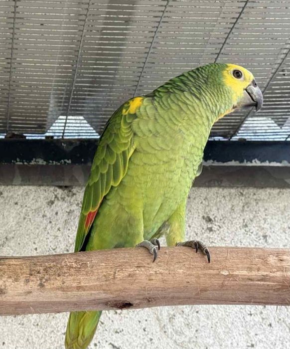 Papagaio Aestiva / Cinzentos / Galah