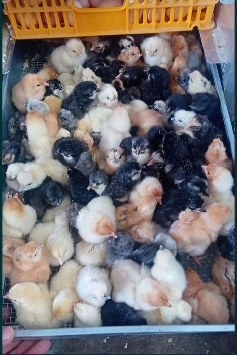 Pisklęta marans, araucana, vorwerk, lakenfelder, silka, wayendotte,