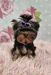 York yorki piesek zkwp fci