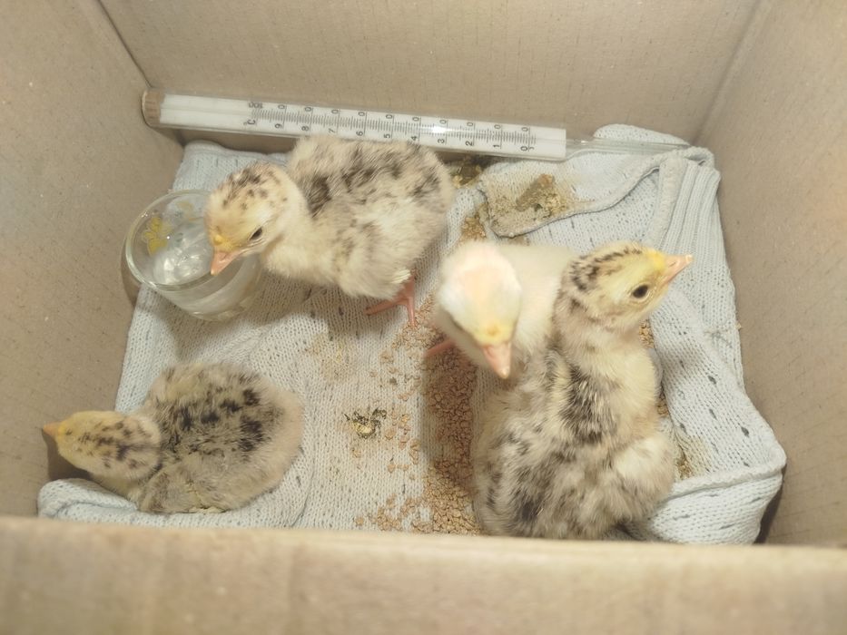 Продам індюшат та індичок