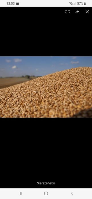 Sprzedam pszenice , pszenżyto,ziemniaki