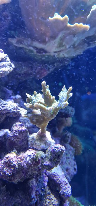 Koralowiec Montipora Hirusta morskie Poznań