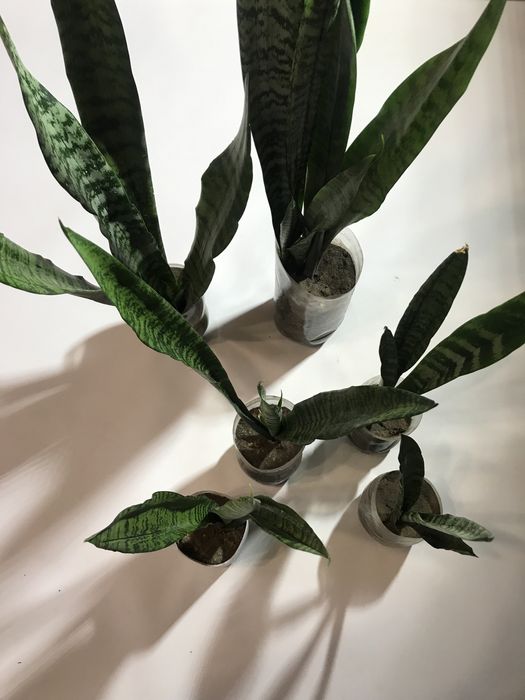 Продам сансевієрія трисмугова