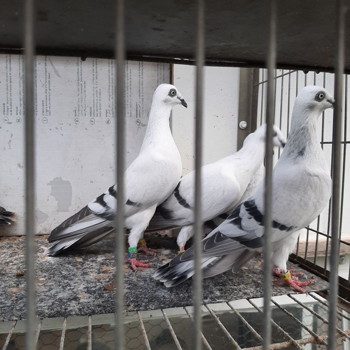 Golebie żałobniki Łomżyńskie