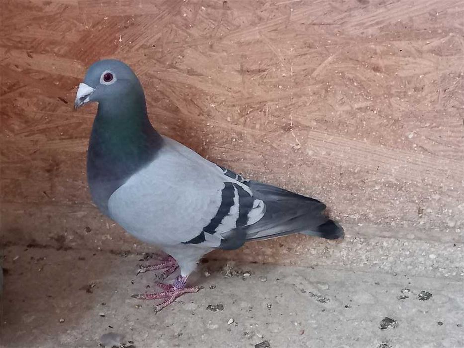 Gołąb gołębie pocztowe  - samiec Puttman