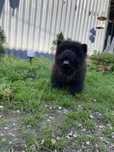 Piesek chow chow !