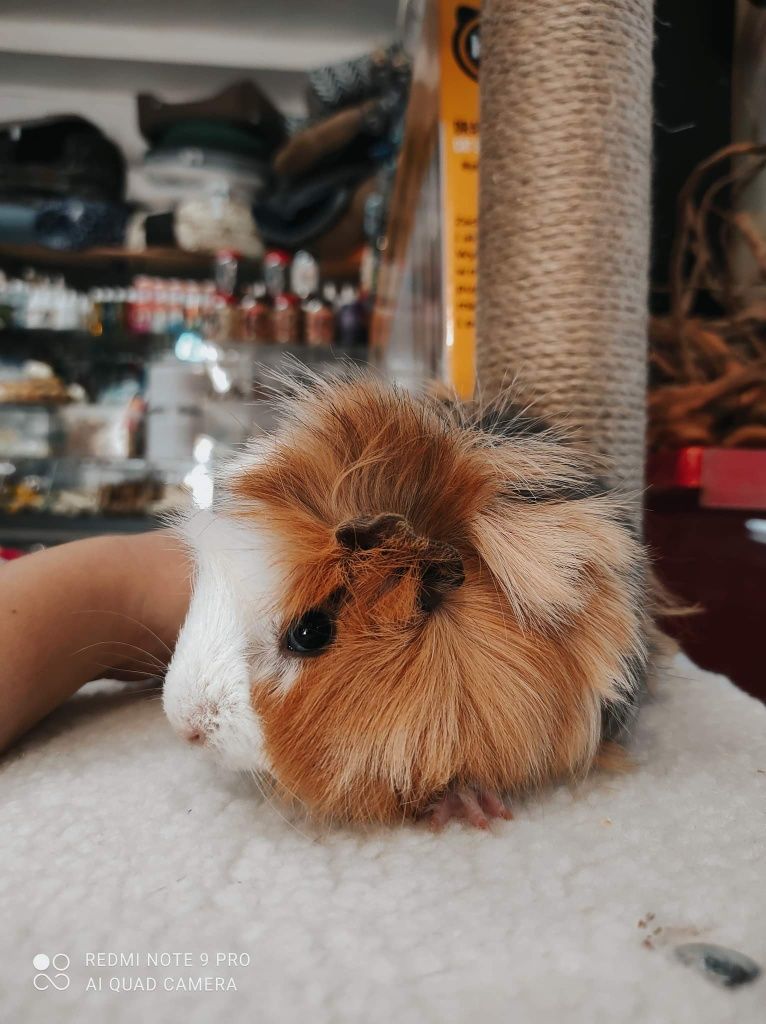 Cavia domowa - swinka morska rozeta i rozeta długowłosa 120zlszt