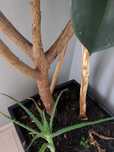 Fikus Elastica Robusta