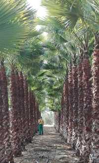 Palmeiras Washingtonia robusta de 1 a 10 metros de tronco XL