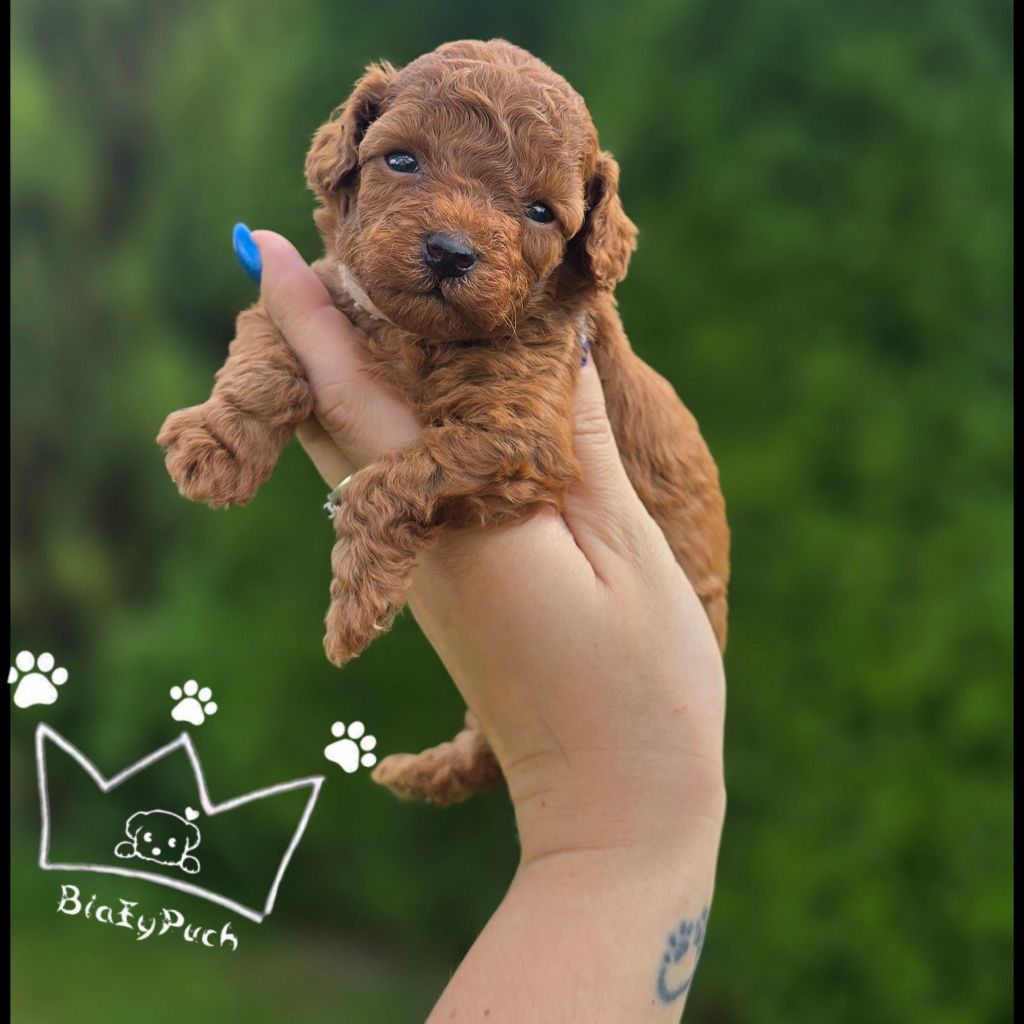 Pudel toy red brown teacup pudelek  badania paszport wyprawka