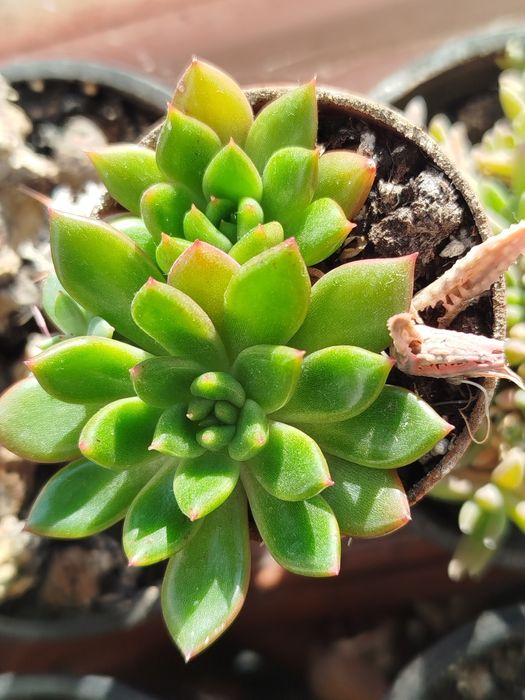 Суккулент по 15 гривень