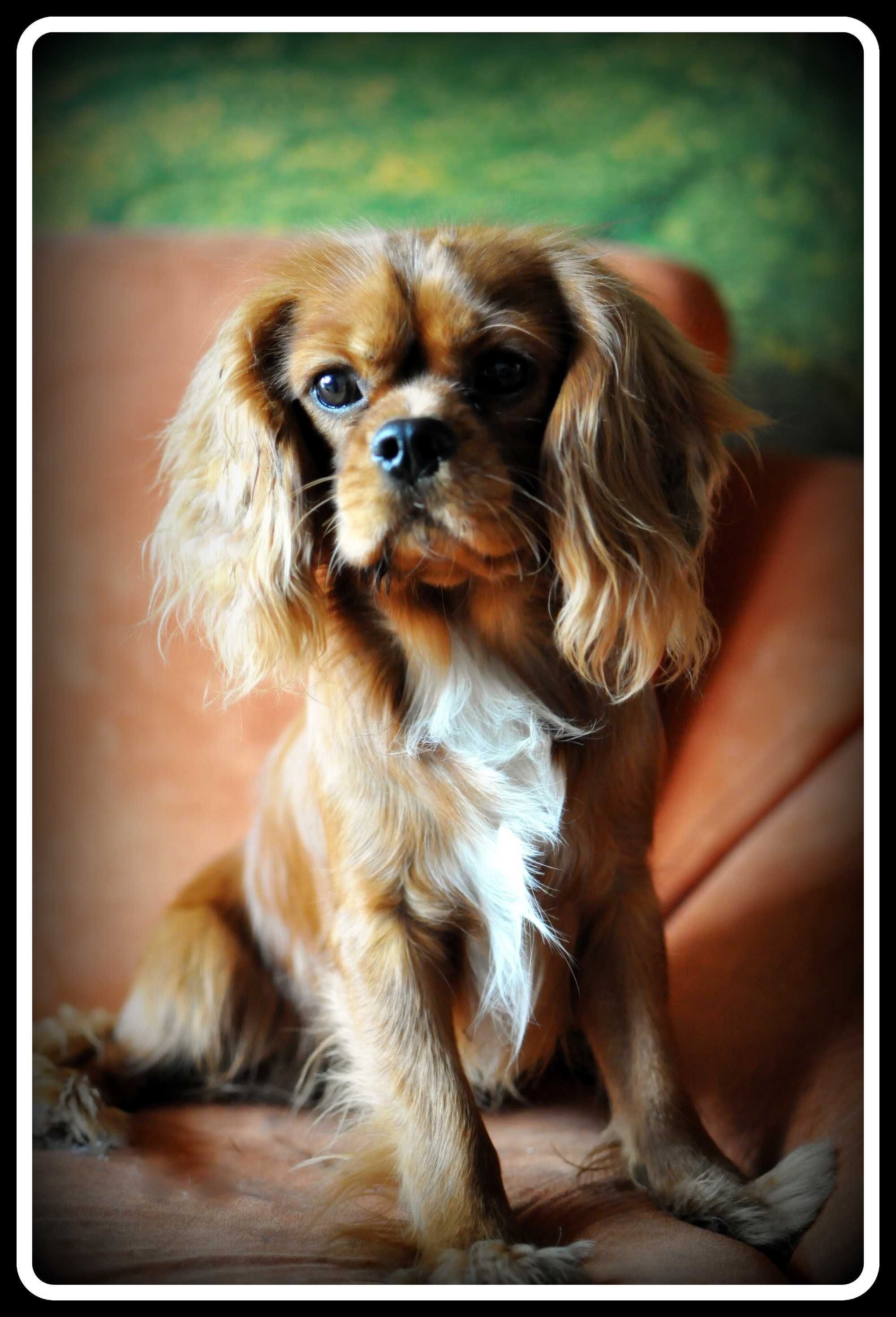 Chłopiec black tan Cavalier King Charles Spaniel