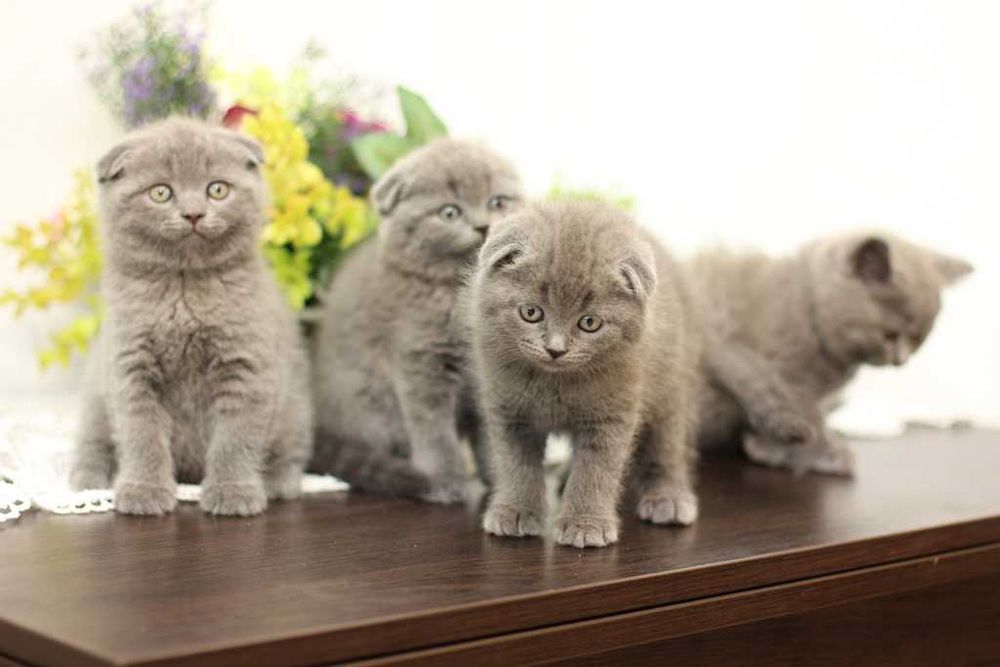 Котята шотландские вислоухие