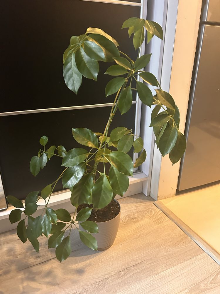 Kwiat doniczkowy Schefflera