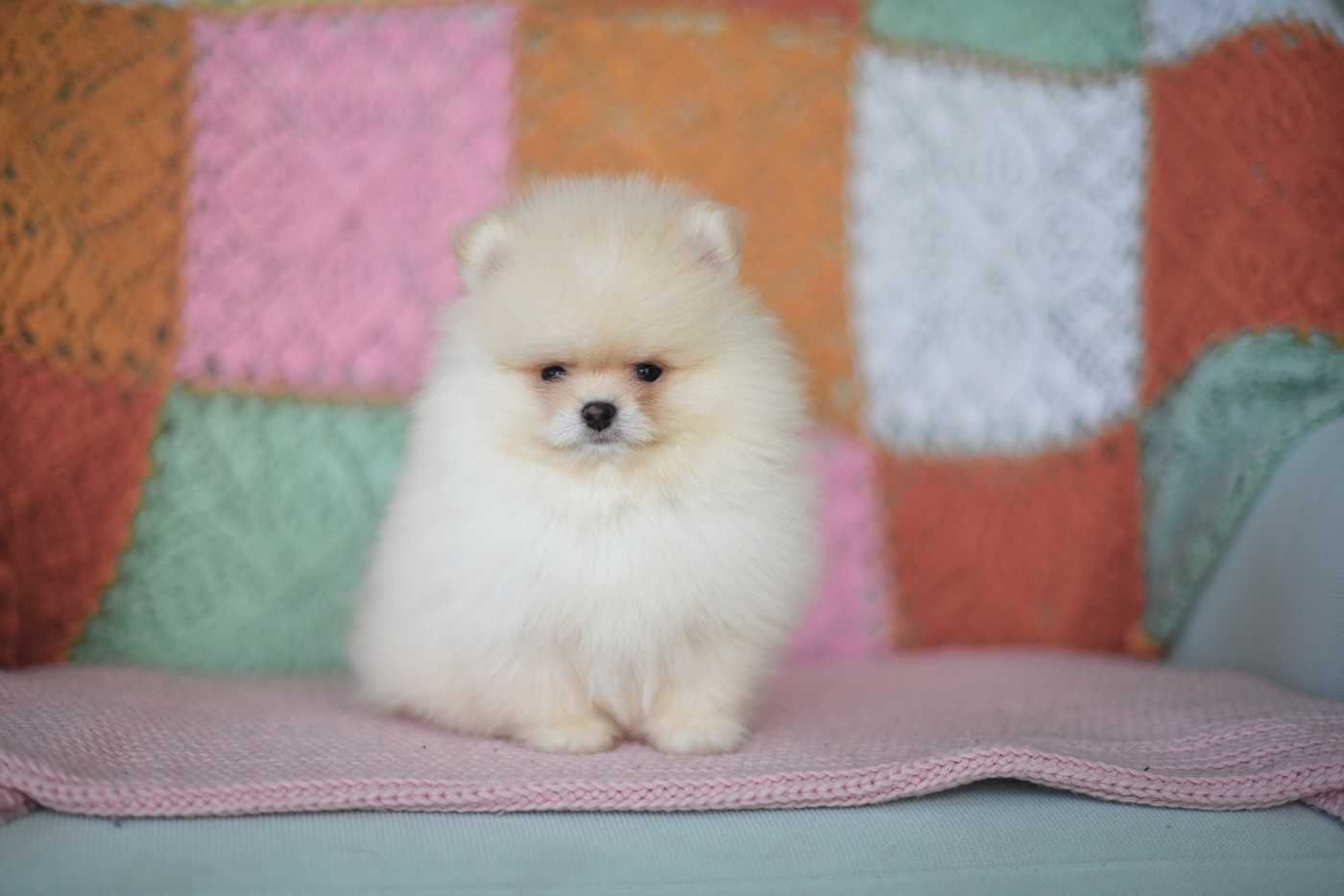 Pomeranian-piekny maluszek cream,zloto