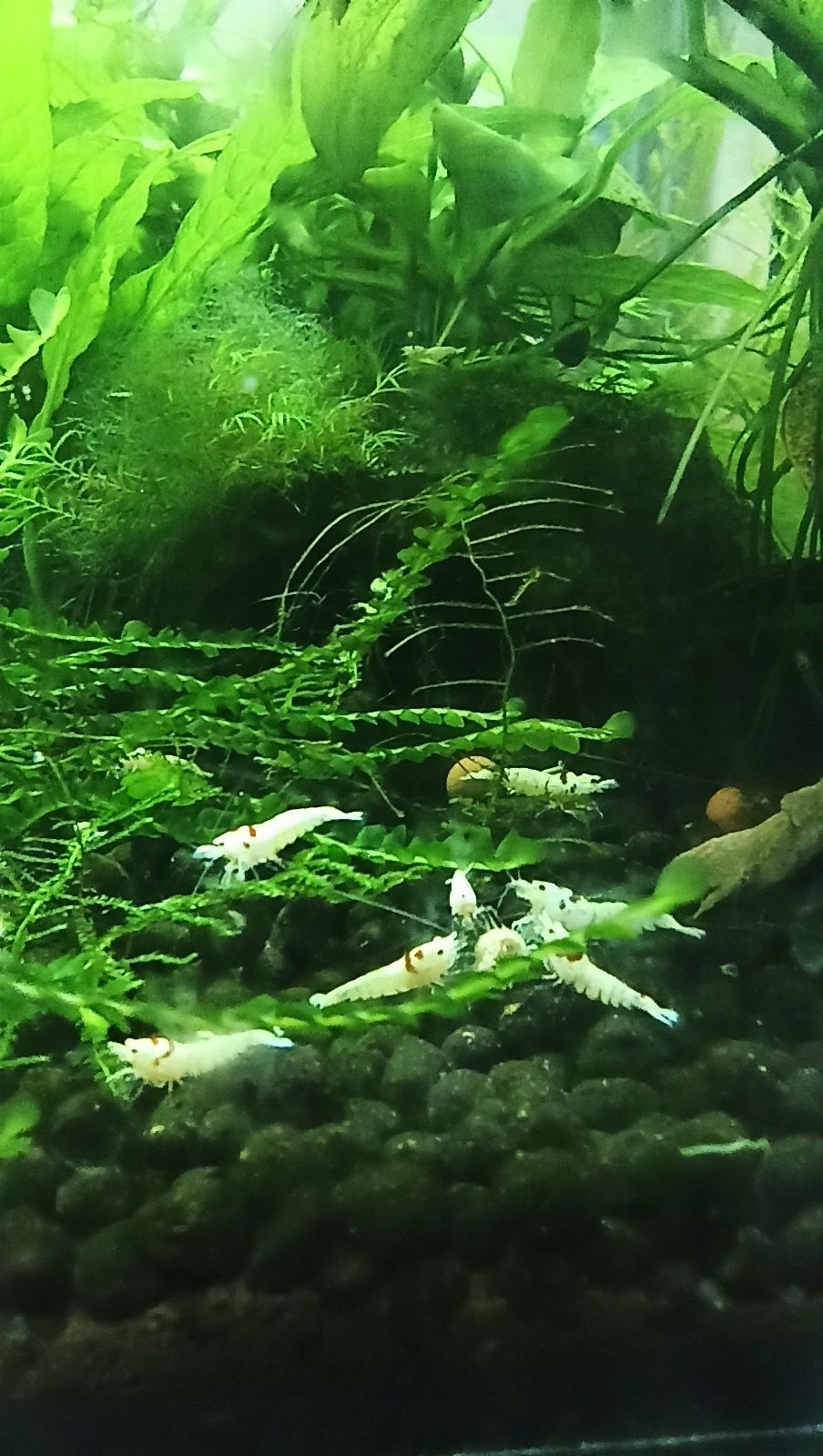 Kreweki caridina PRL k-14