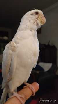 1 Caturras criada ä mão domesticada albina com gaiola de papagaio.