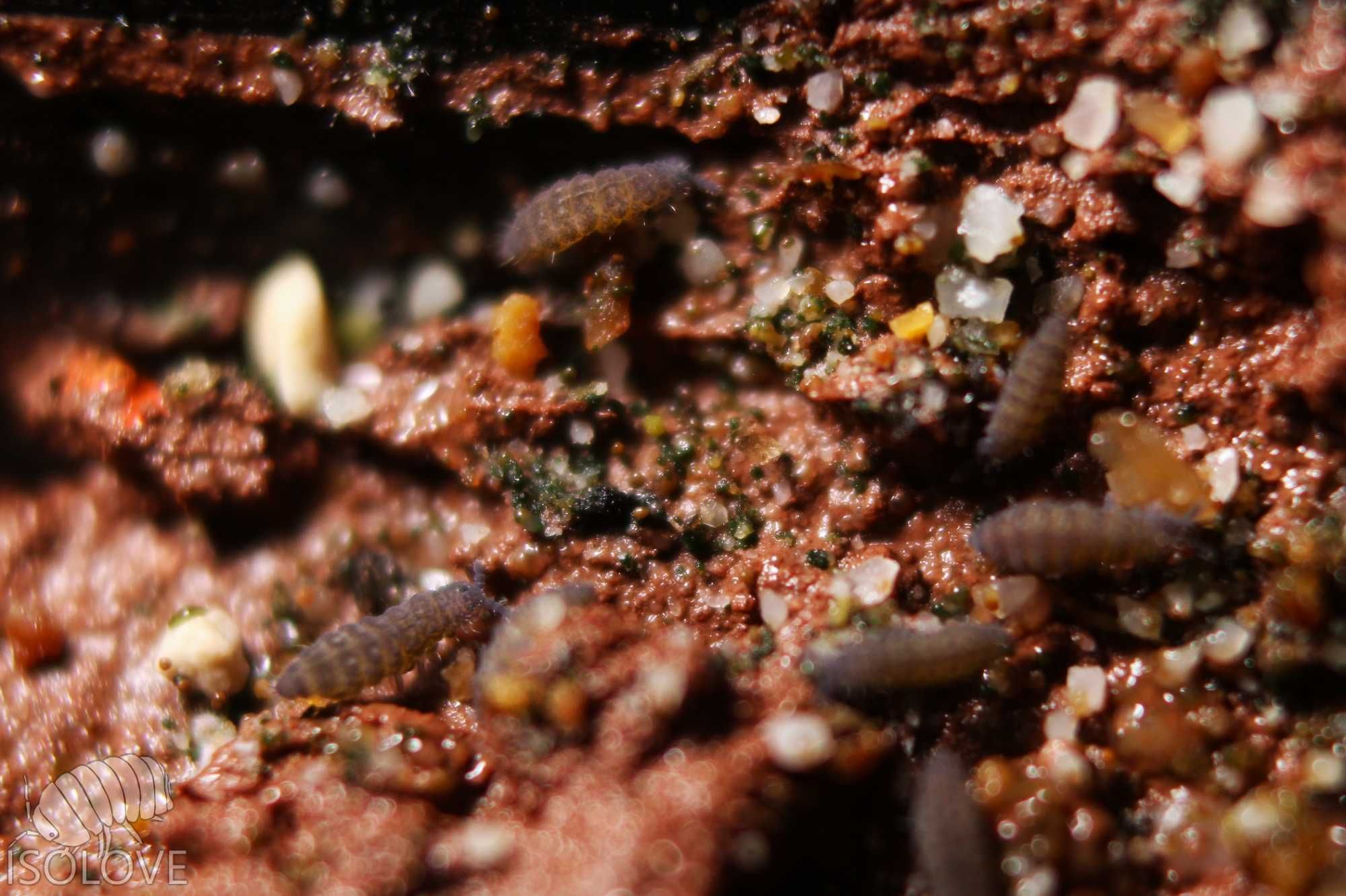 Ceratophysella sp., piękne niebieskie skoczogonki, ekipa sprzątająca