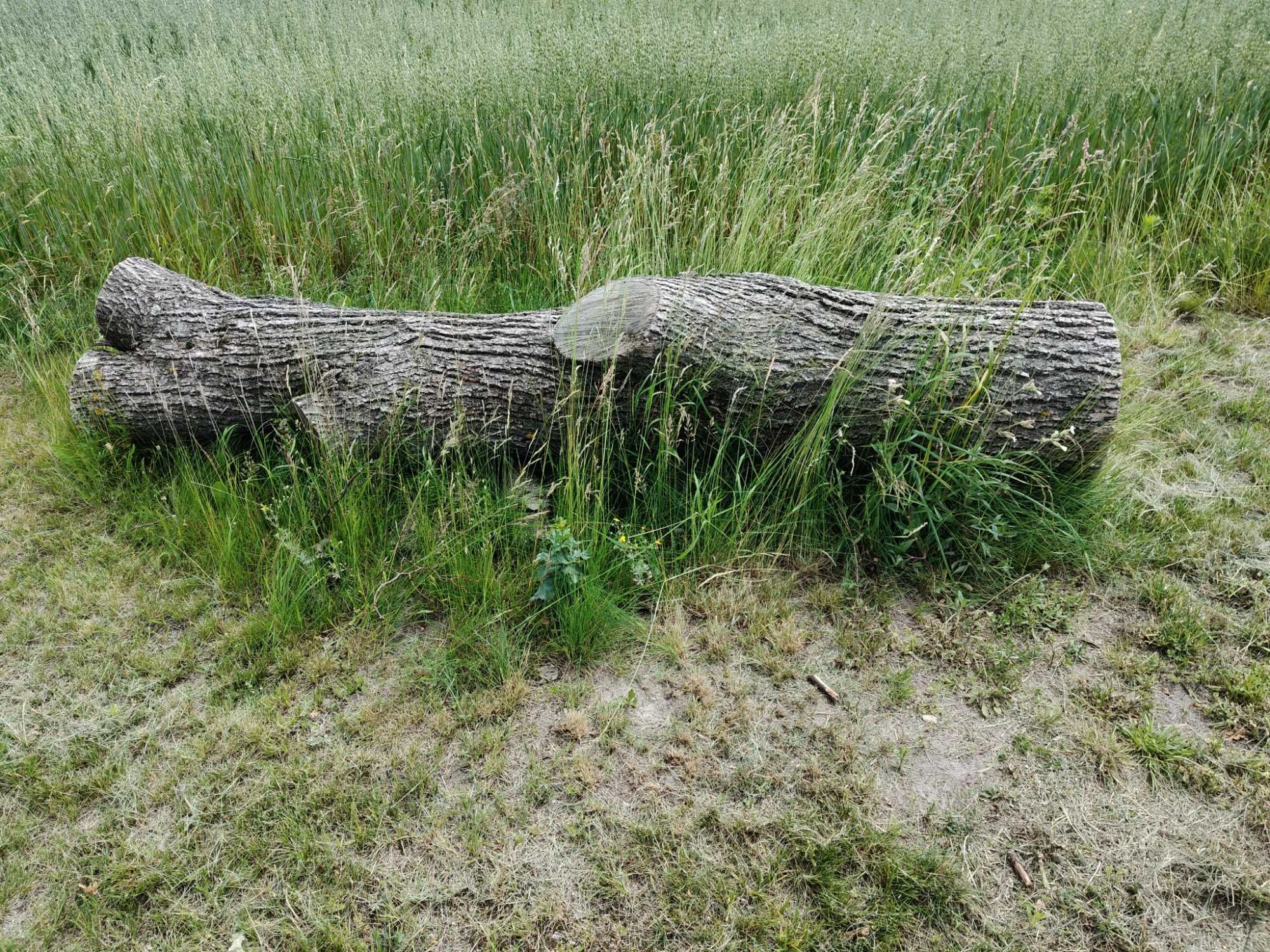 Sprzedam drzewo lipę