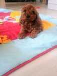 **Cockapoo *piesek