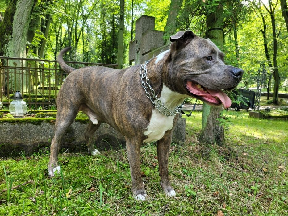 Zadbany amstaff pilnie szuka domu / oddam w dobre ręce