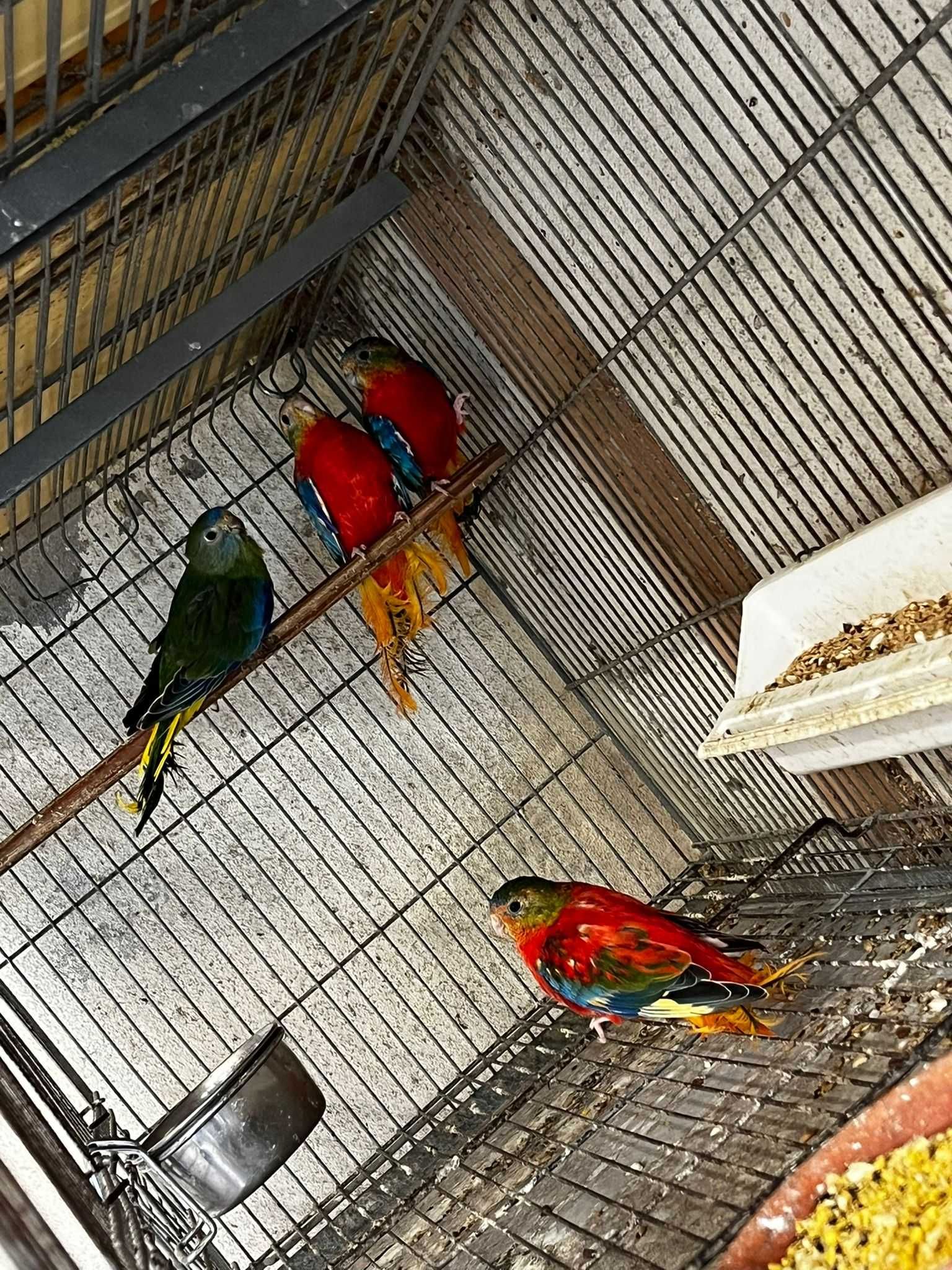 Turquoisines Opalinos e Selvagens